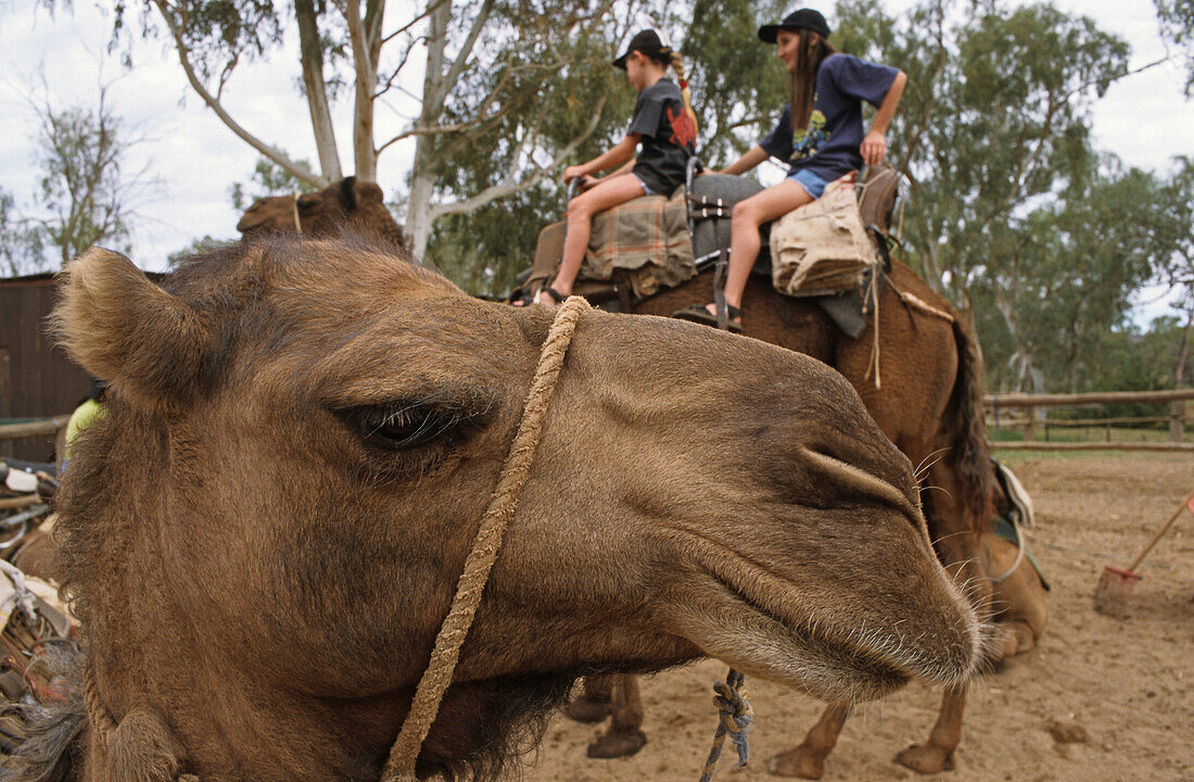 Kamel, Kameltouren, Ross River Homestead, Northern Territory, Australien