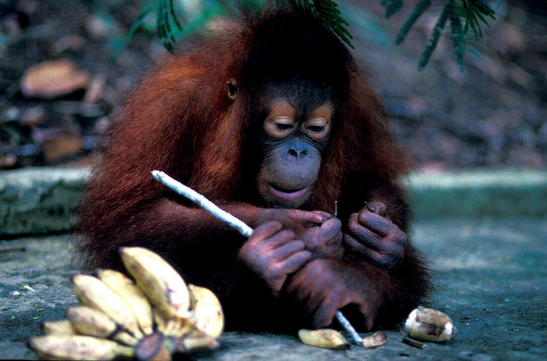 Orangutan rehabilitation center, Gunung Leuser National Park, Sumatra, Indonesia, Asia