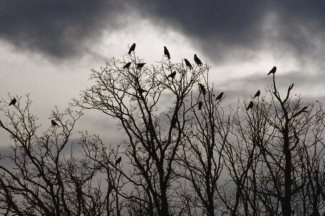 Crows on trees, Germany