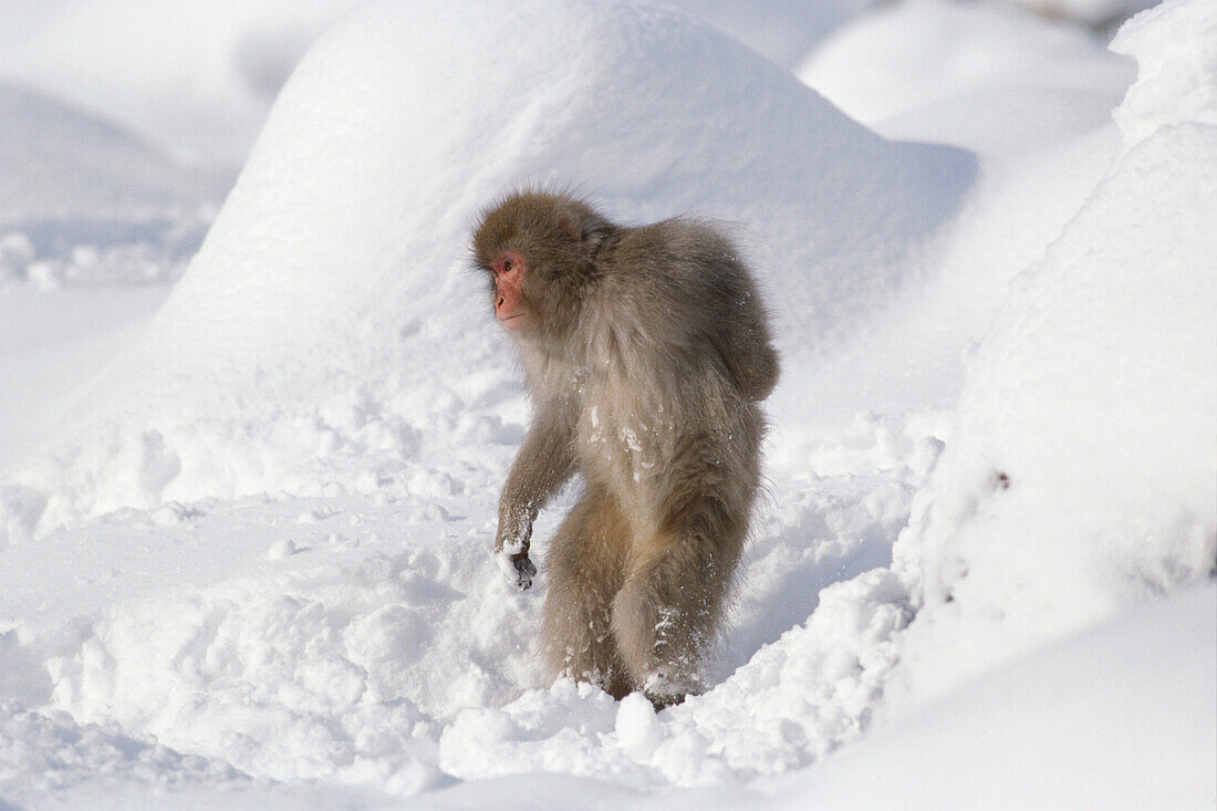 Japanese Macaque, Snow Monkey, Macaca fuscata near Nagano, Japan