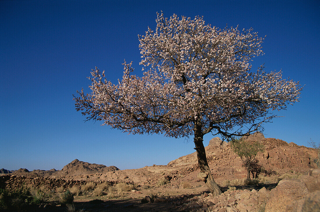 Blühender Mandelbaum, Gebirgswüste, Sinai Ägypten