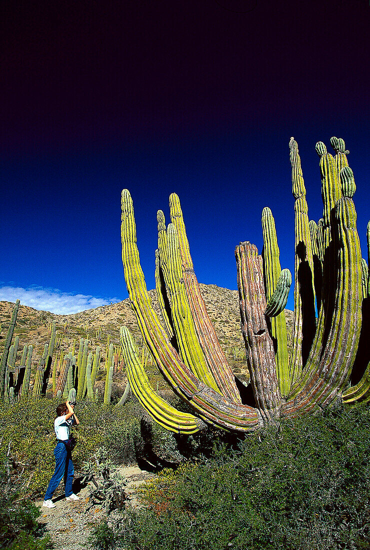 Frau fotografiert einen Kakteen, Isla Catalan, Baja California, Mexiko, Mittelamerika, Amerika