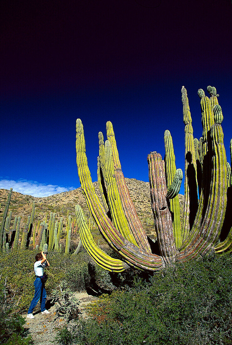 Woman taking a photograph of a giant cactus, Isla Catalan, Baja California Mexico, Central America, America