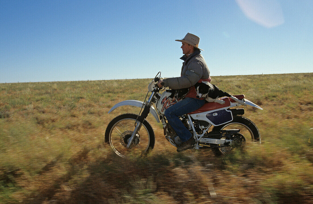 Damien Curr with dog on bike, Ilfracombe, Australien, Queensland, Maltilda Highway, Damien Curr outback entertainer on his motorbike with dog, Cowboy am Motorrad mit Hund