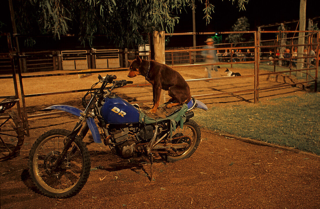 Damien Curr on bike with dog, Ilfracombe, Australien, Queensland, Maltilda Highway, Working dog sitting on motorbike at Wellshot Hotel, Motorrad mit Hund