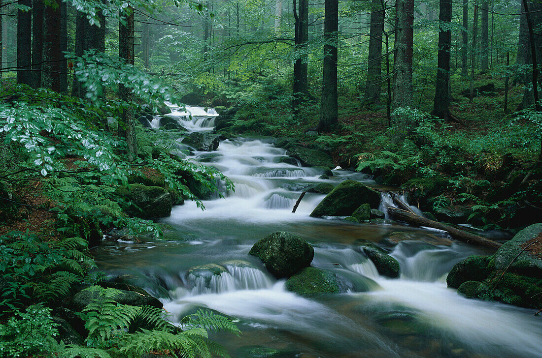 Kleine Ohe, Waldbach, National park, Bavarian forest, Bavaria, Germany