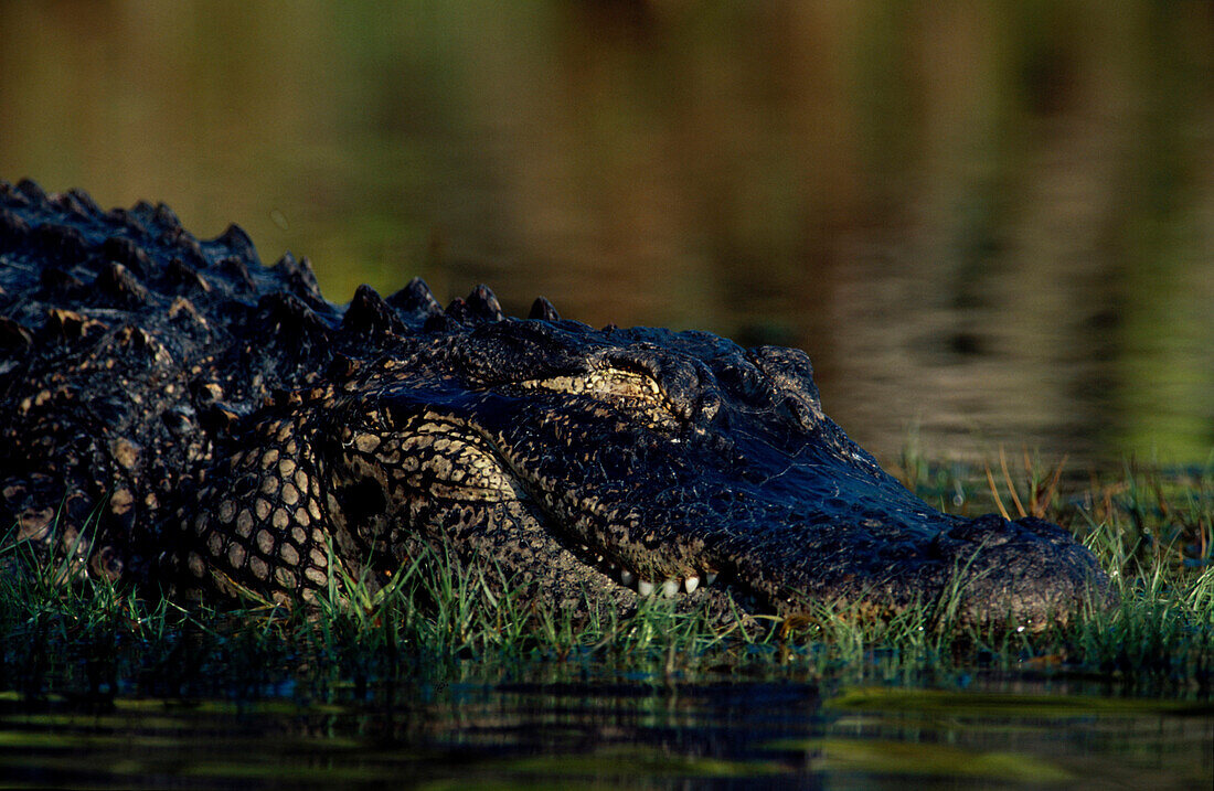 Krokodil, Mississippi, USA