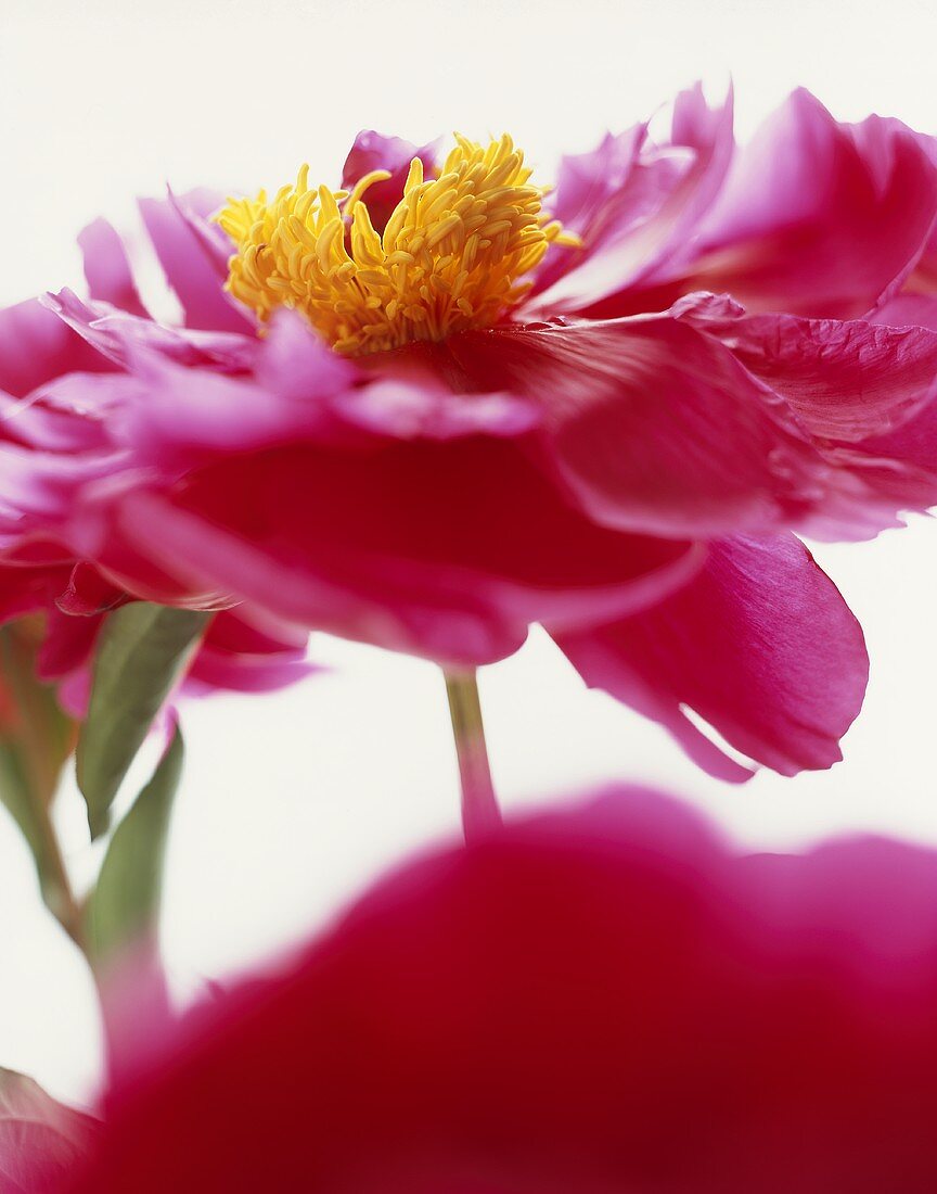 A peony (close-up)