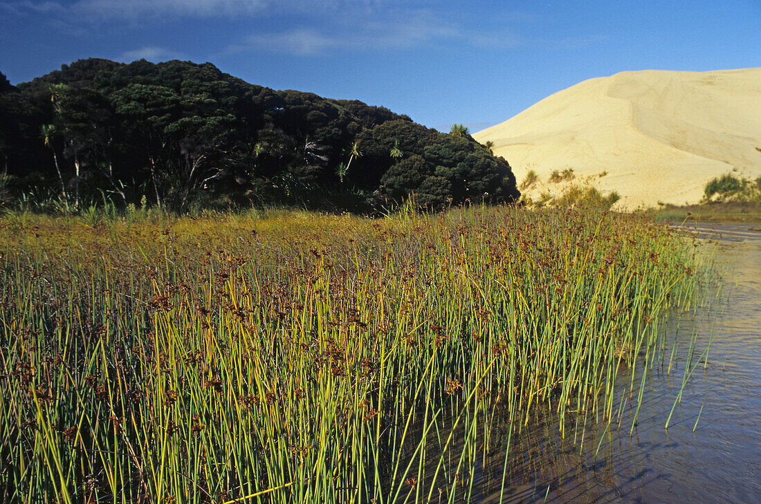 Te Paki sand dunes, Northland, Sand dunes, New Zealand