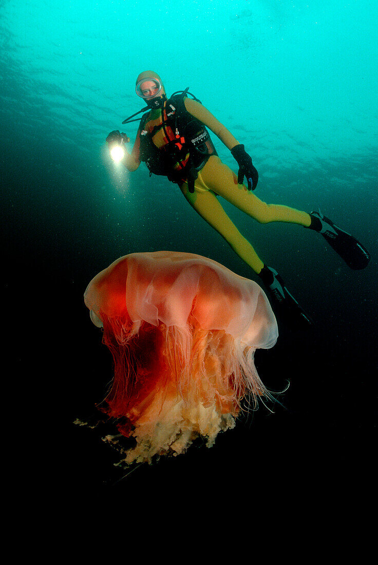 Ohrenqualle und Taucher, jellyfish and scuba diver, Aurelia aurita