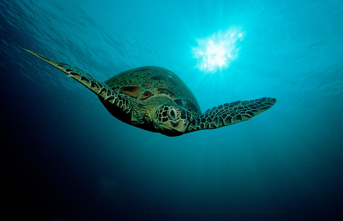 Gruene Meeresschildkroete, Chelonia mydas, Malaysia, Pazifik, Pacific ocean, Borneo, Sipadan