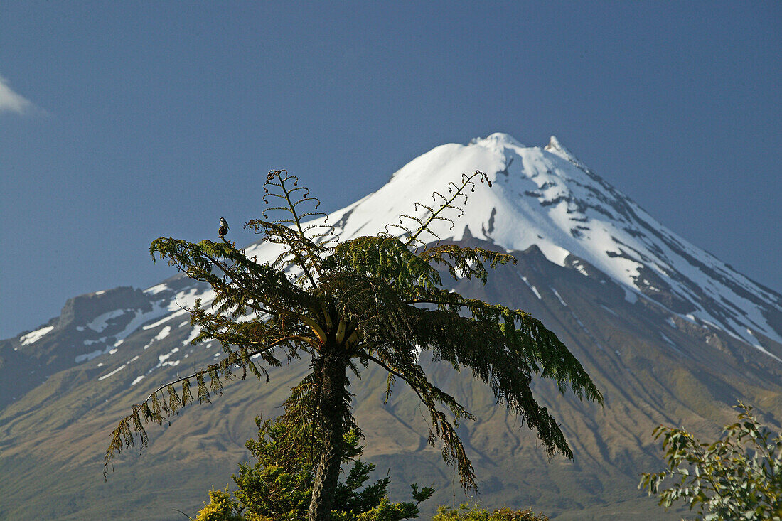 View of dormant volcano Mount Taranaki at Egmont National Park, North Island, New Zealand, Oceania