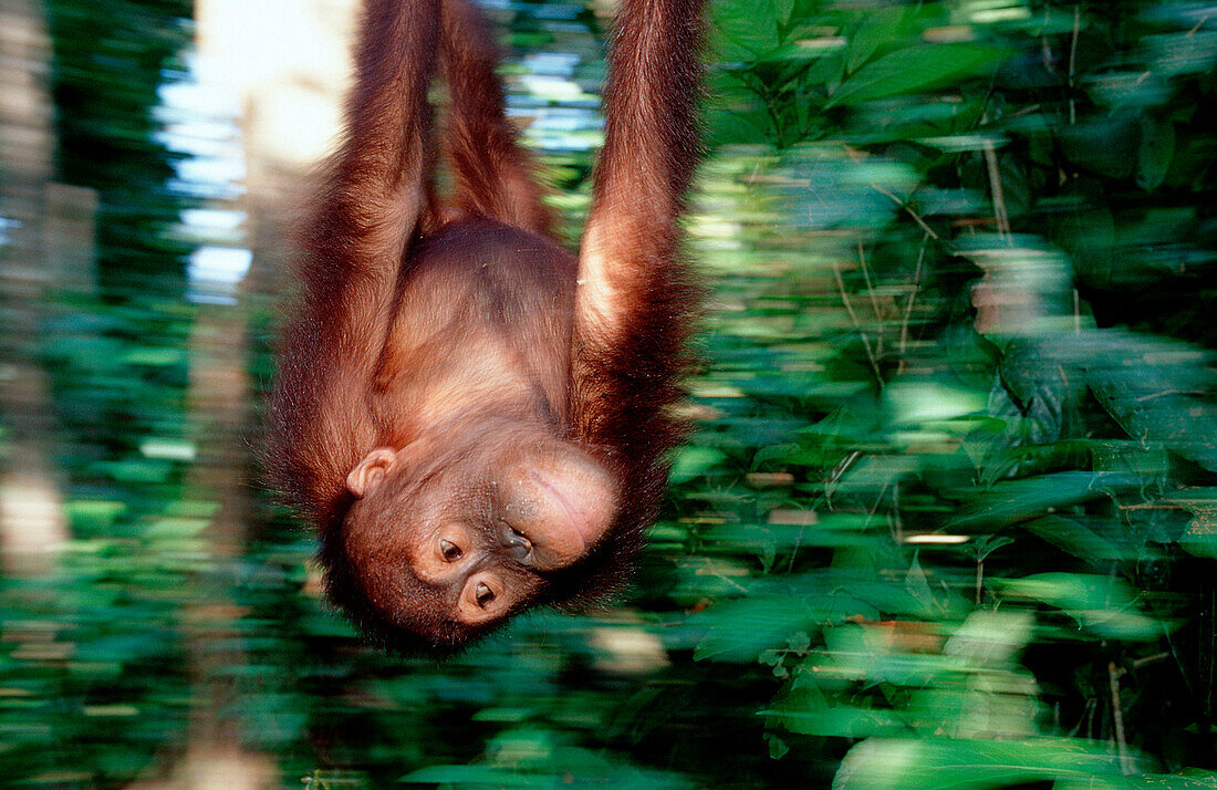 Orang-Utan, Pongo pygmaeus, Malaysia, Borneo, Sabah, Sepilok