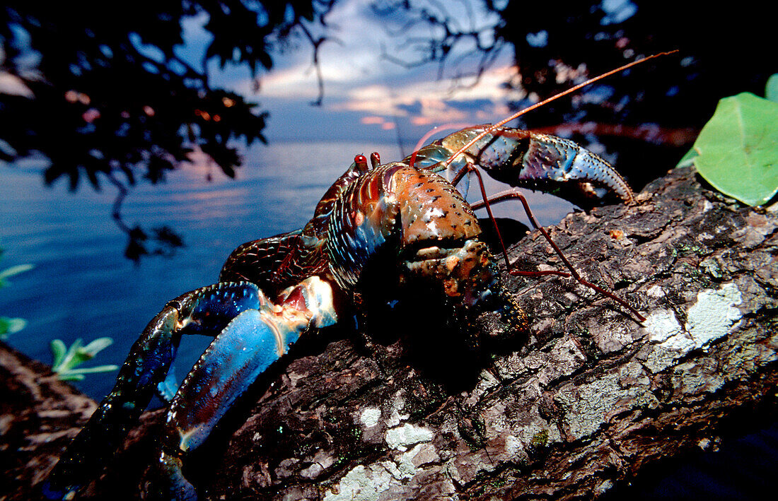 Palmendieb, Kokusnus Krabbe, Coconut Robber Crab, Birgus latro