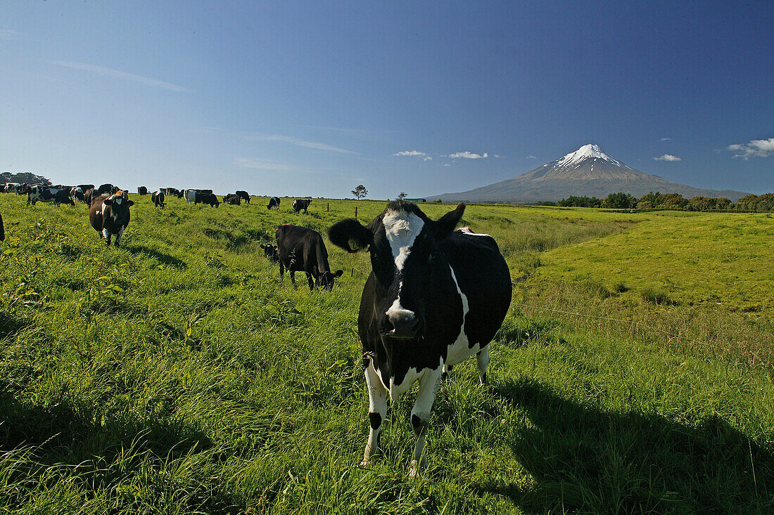 Kühe vor dem erloschenen Vulkan Mount Taranaki im Egmont Nationalpark, Nordinsel, Neuseeland, Ozeanien