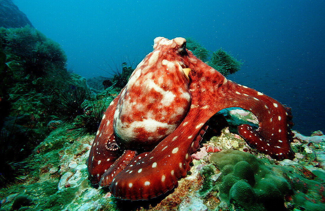 Oktopus in Korallenriff, Tag-Oktopus auf Nahrungssuche, Octopus cyanea, Burma, Myanmar, Birma, Indischer Ozean, Andamanensee