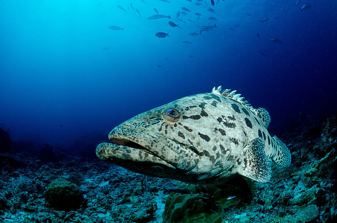 Potato grouper , Epinephelus tukula, Burma, Myanmar, Birma, Indian ocean, Andaman sea