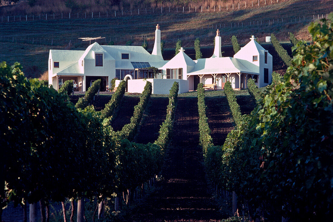 Weinberg und Te Mata Weingut im Sonnenlicht, Havelock North, Hawkes Bay, Nordinsel, Neuseeland, Ozeanien