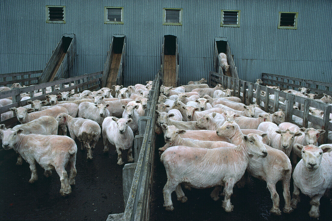 Shorn sheep, shearing shed, North Island, New Zealand