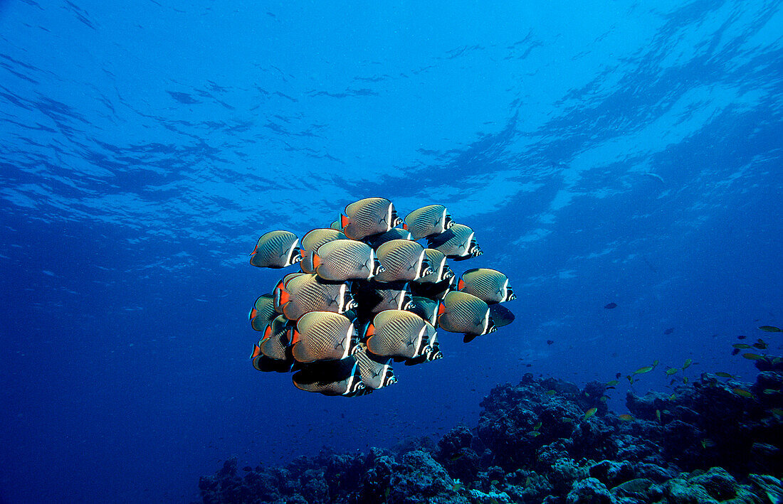 Halsband-Falterfisch, Schmetterlingsfisch, Chaetodon collare, Malediven, Indischer Ozean, Ari Atoll