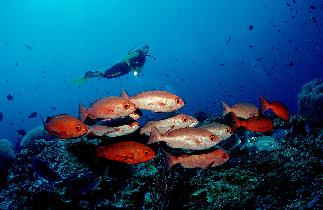 Pinjalo snapper and scuba diver, Pinjalo lewisi, Papua New Guinea, Pacific ocean