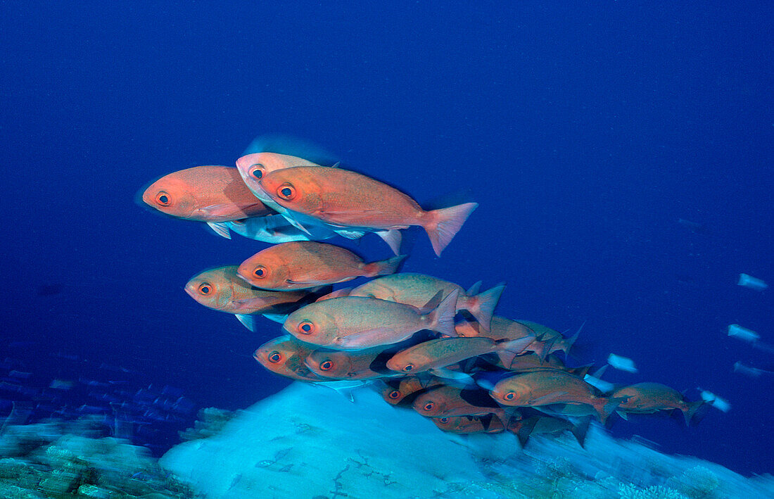 Pinjalo snapper, Pinjalo lewisi, Papua New Guinea, Pacific ocean