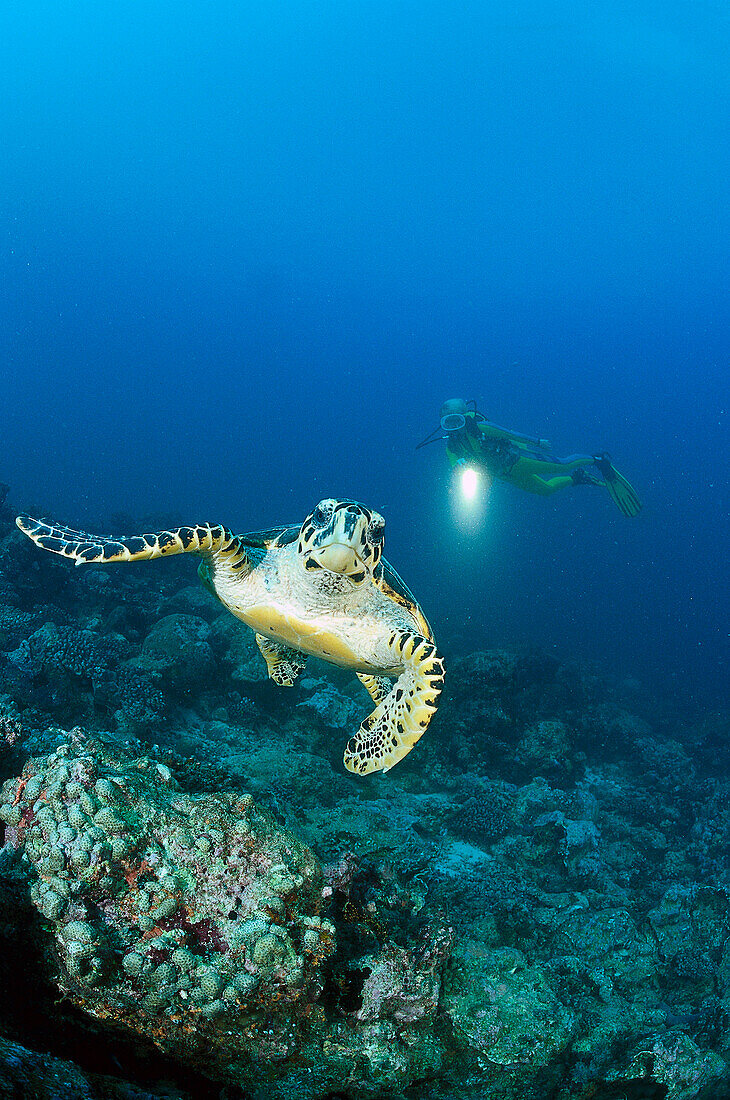 Schildkröte über toten Korallen, Malediven Indischer Ozean