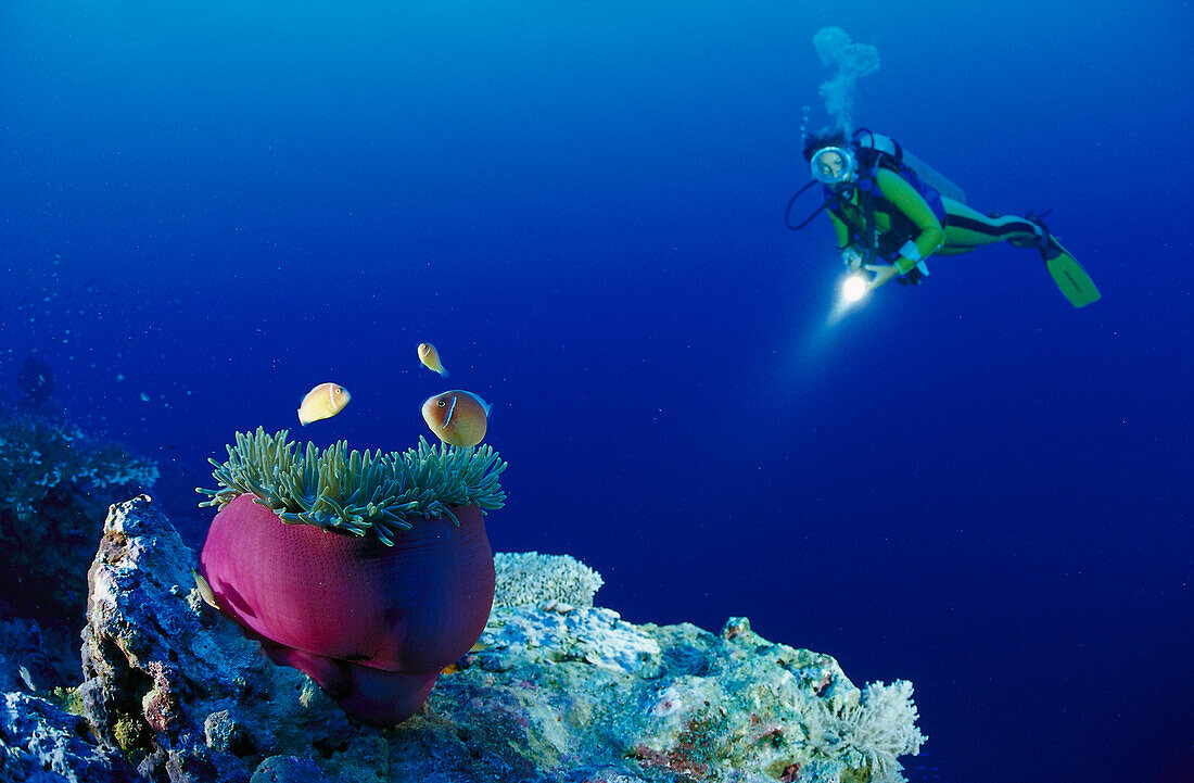 Diver and Anemone, Pacific