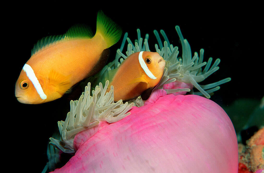 Anemonefishes, Amphiprion nigripes, Maldives Islands,  Indian ocean, Ari Atol, Atoll