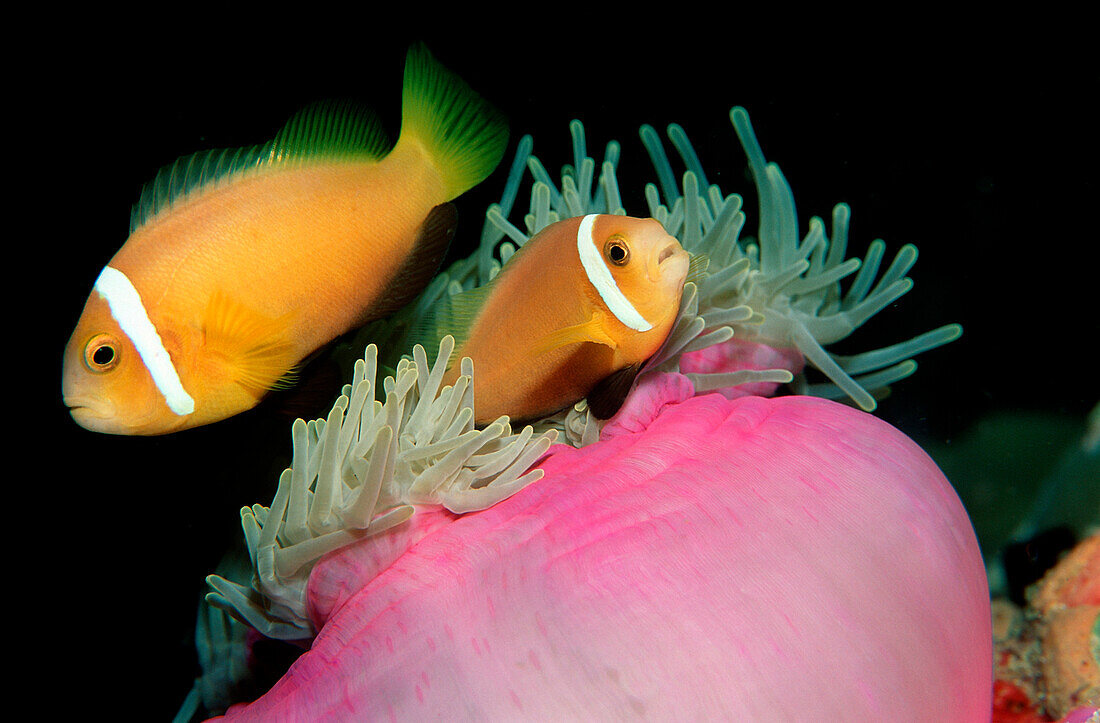 Malediven-Anemonenfisch, Amphiprion nigripes, Malediven, Indischer Ozean, Ari Atoll