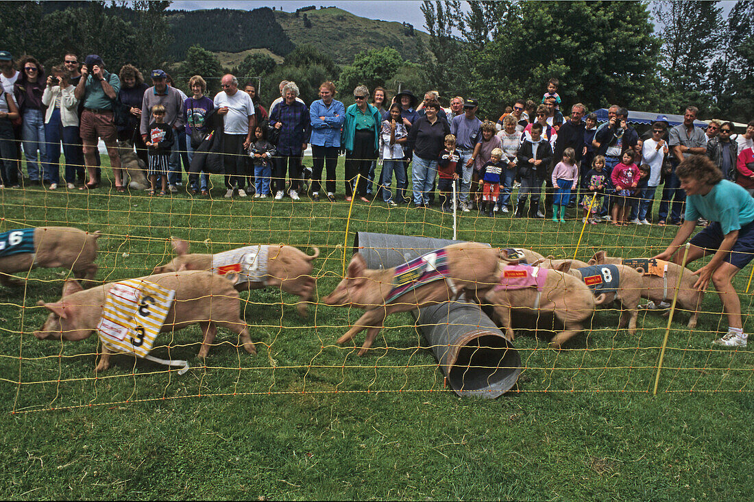 Pig race, Schweinerennen, Rotorua, Agricultural and Pastoral Show, A+P Show, country show