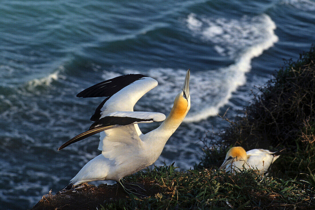 blocked for illustrated books in Germany, Austria, Switzerland: Close-up of a gannet and chick, Morus serrator, mainland breeding colony at Muriwai, west coast near Auckland, North Island, New Zealand