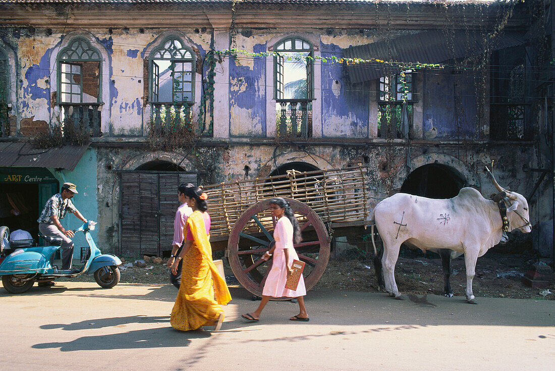 Fussgänger und Kuh auf einer Strasse in Margao, Goa, Indien, Asien