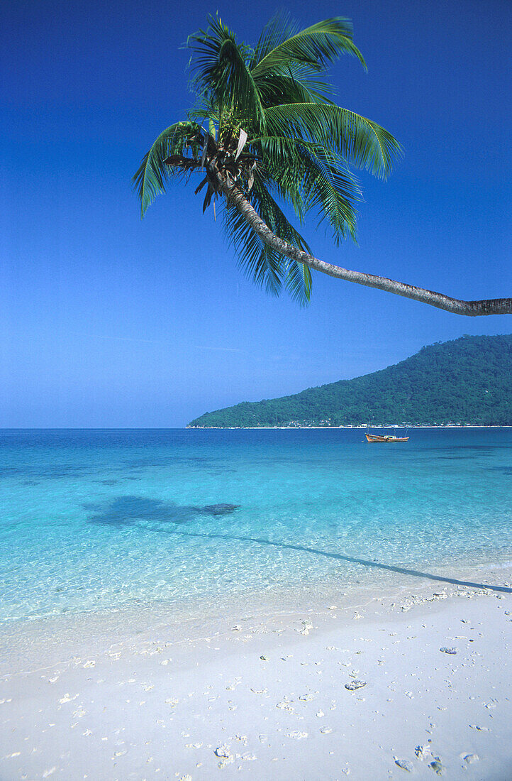 Palm tree at the beach in the sunlight, Perhentian islands, Pulau Perhentian, Malaysia, Asia