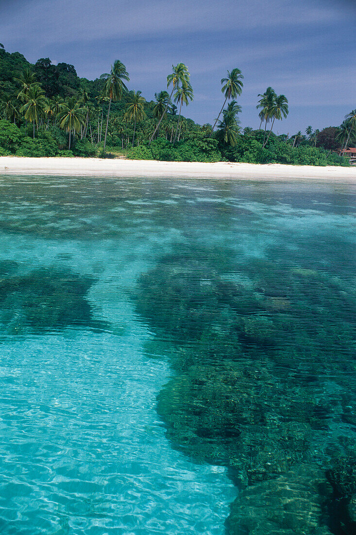 Korallenbank im kristallklarem Wasser, Marine Park Pulau Redang Ostkueste Terenganu, Malaysia