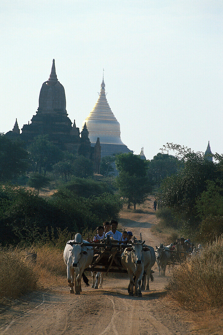 Ochsenkarren und Pagoden, Bagan Pagan, Myanmar