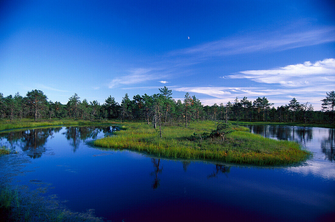 Swamp landscape and lake under blue sky, Lahemaa National Park, Estland, Europe