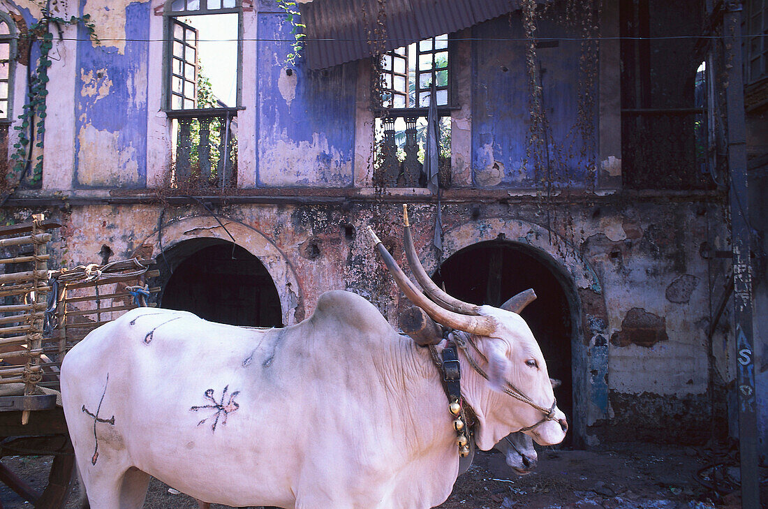 Heilige Kuh, Margao, Goa, Indien