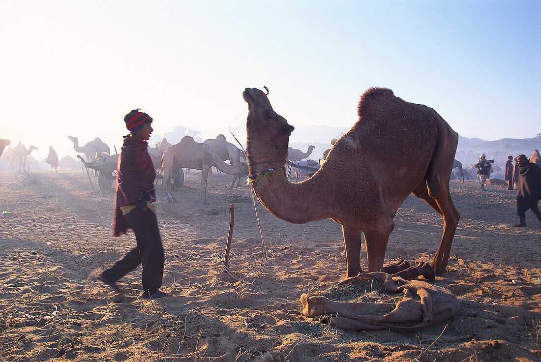 Camel market, Pushkar, Rajasthan India