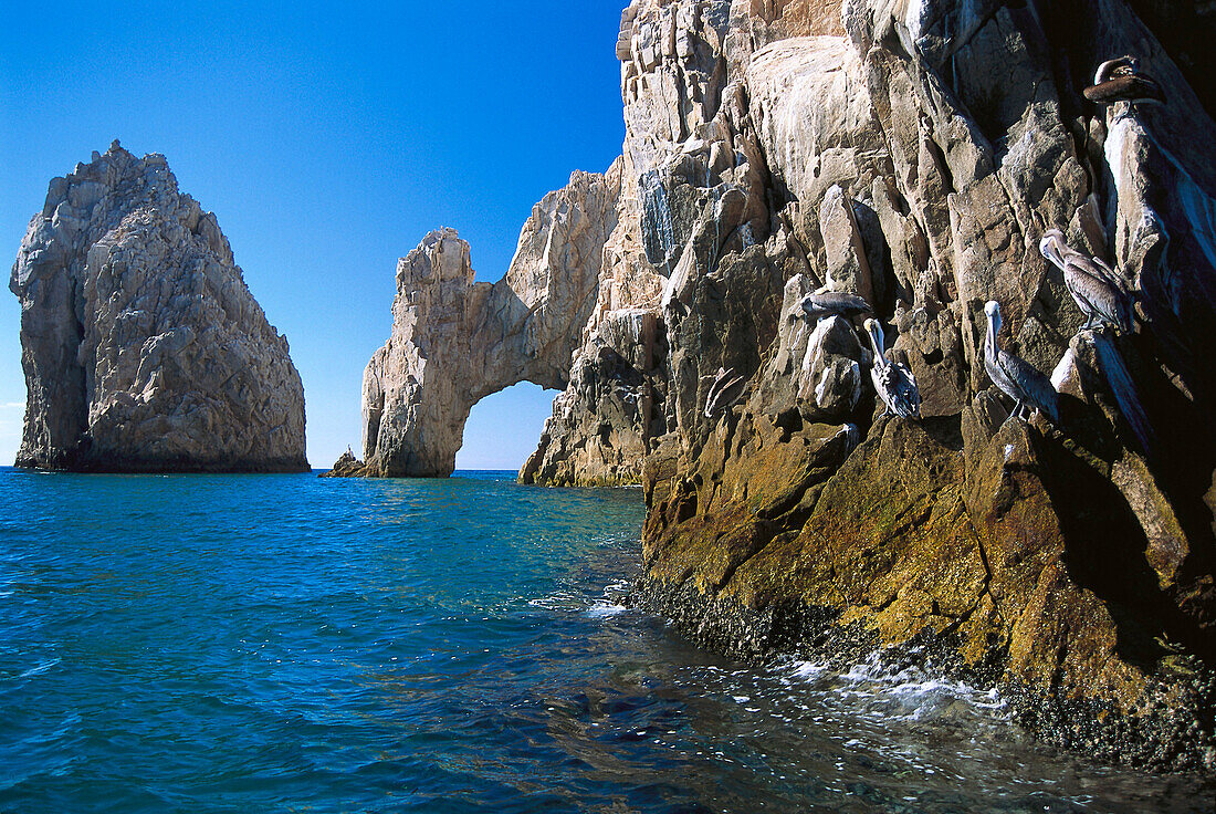 Pelicans at El Arco, Cabo San Lucas, California Sur Mexico