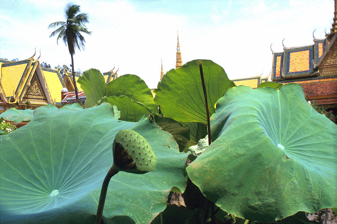 Lotosblaetter im Garten d. Koenigspalastes, Phnom Phen Kambodscha