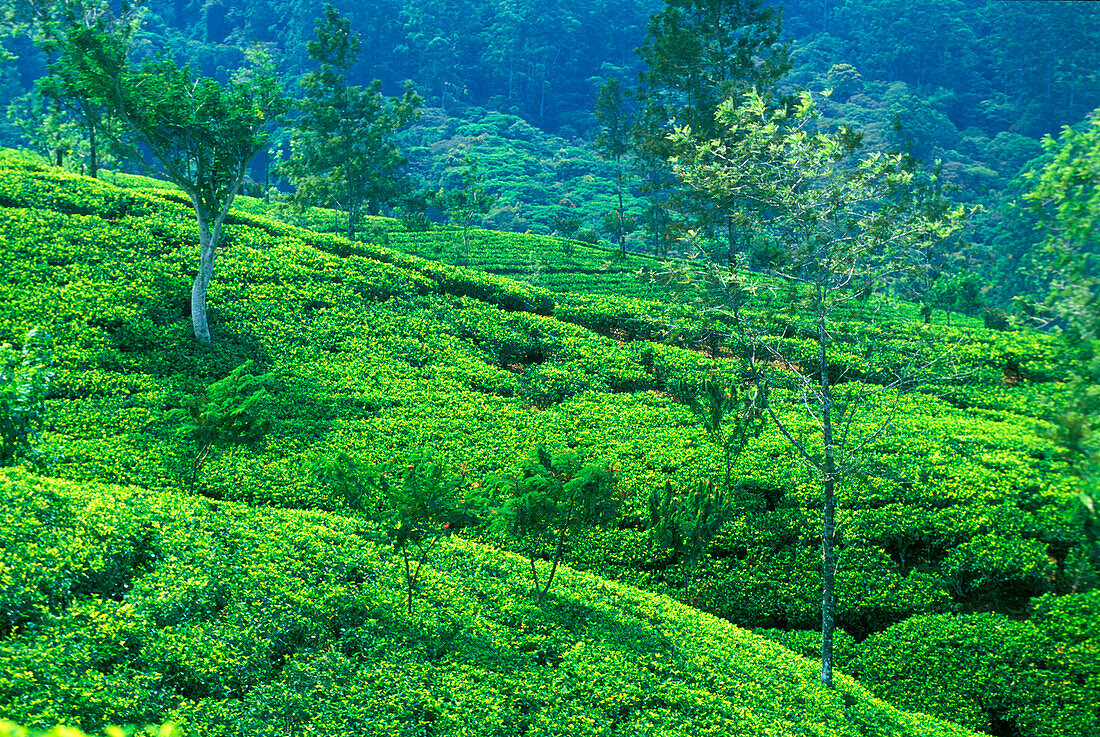Tea Plantations, Highlands, Central Provinz Sri Lanka