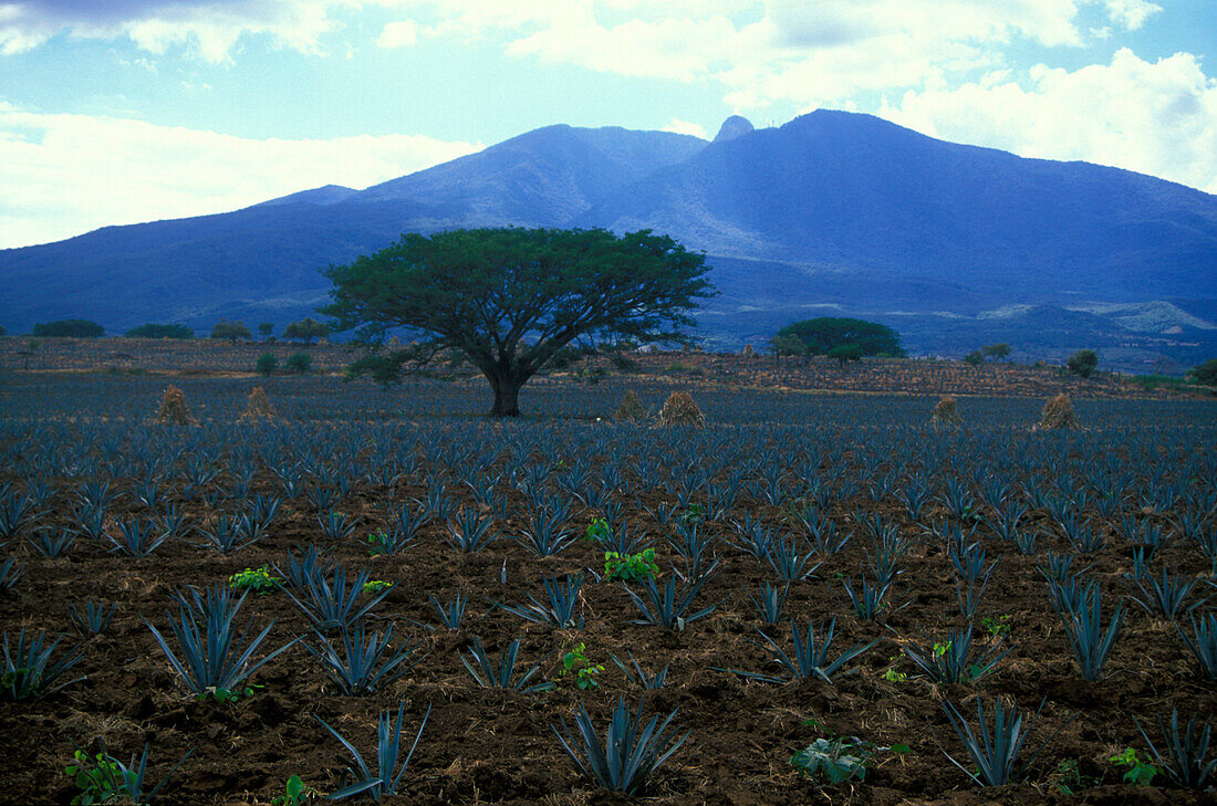 Agavenanbau bei Tequilla, Guadelajara Mexico