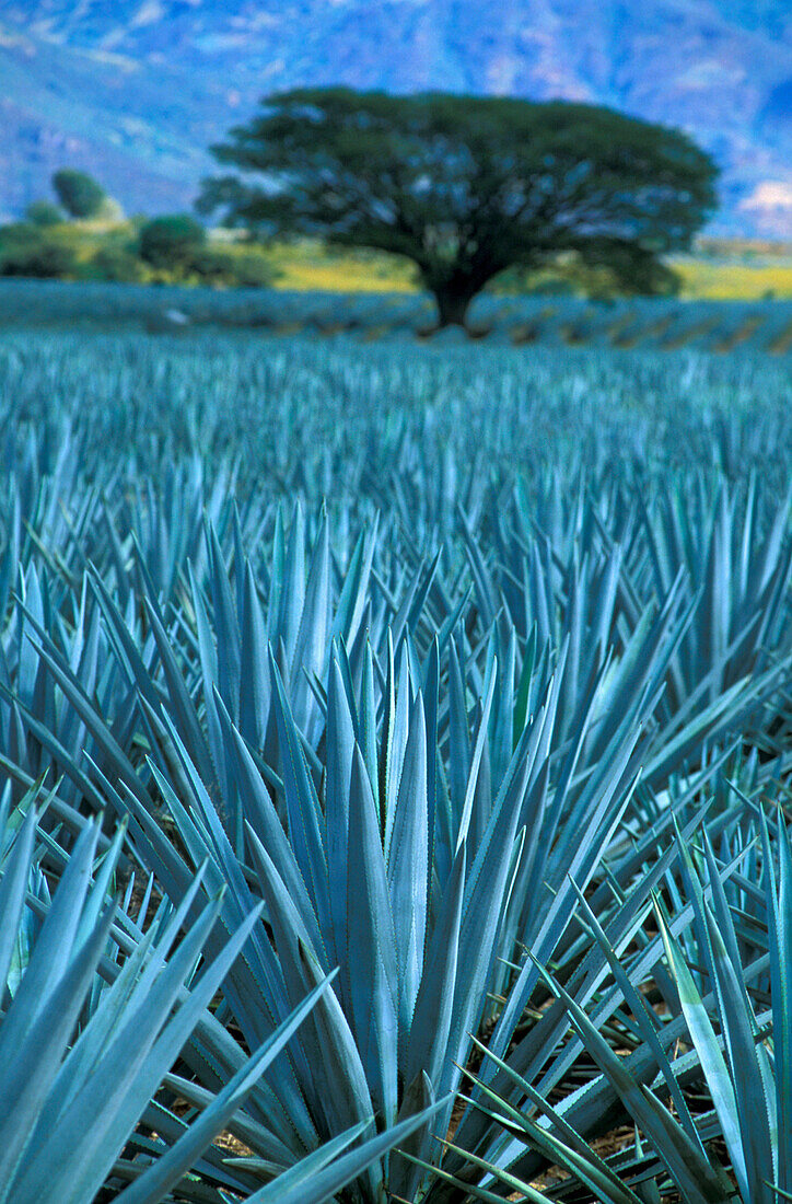 Field with agaves, Mexico, America