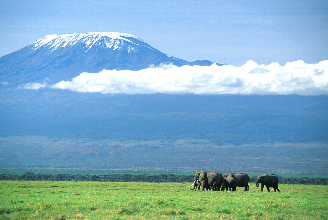 Elefanten vor Kilimandscharo, Amboseli Nationalpark, Kenia, Afrika