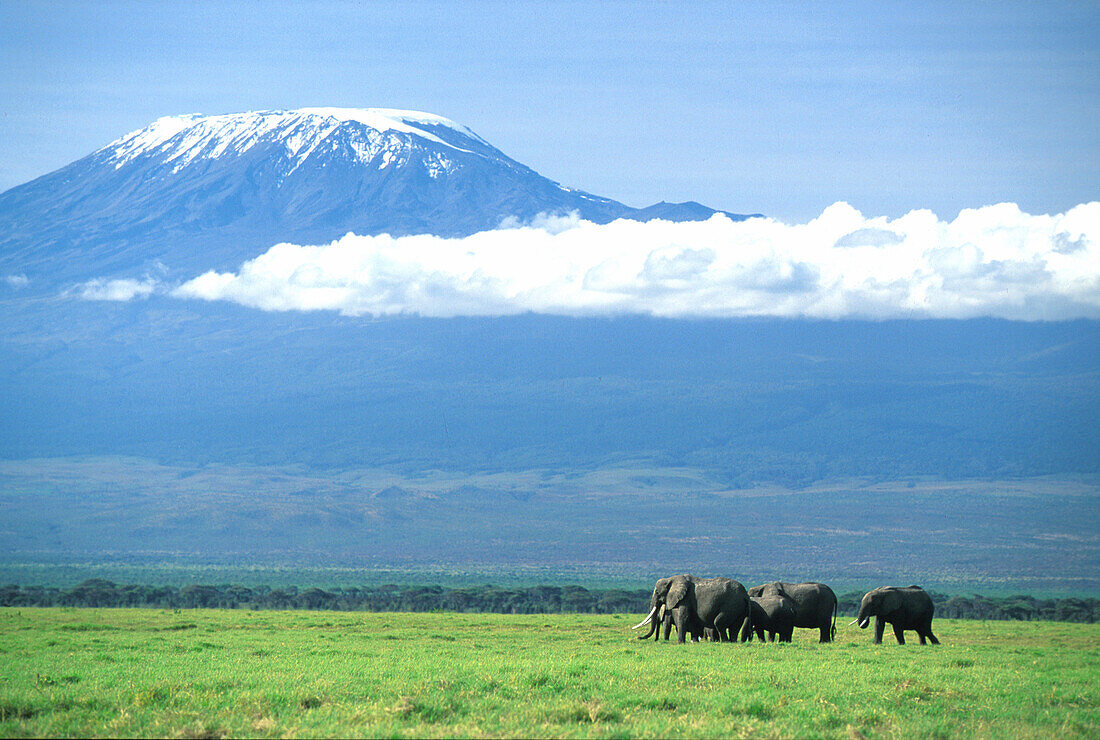 Elephants in front of Mount Kilimandjaro, Amboseli National Park, Kenya, Africa