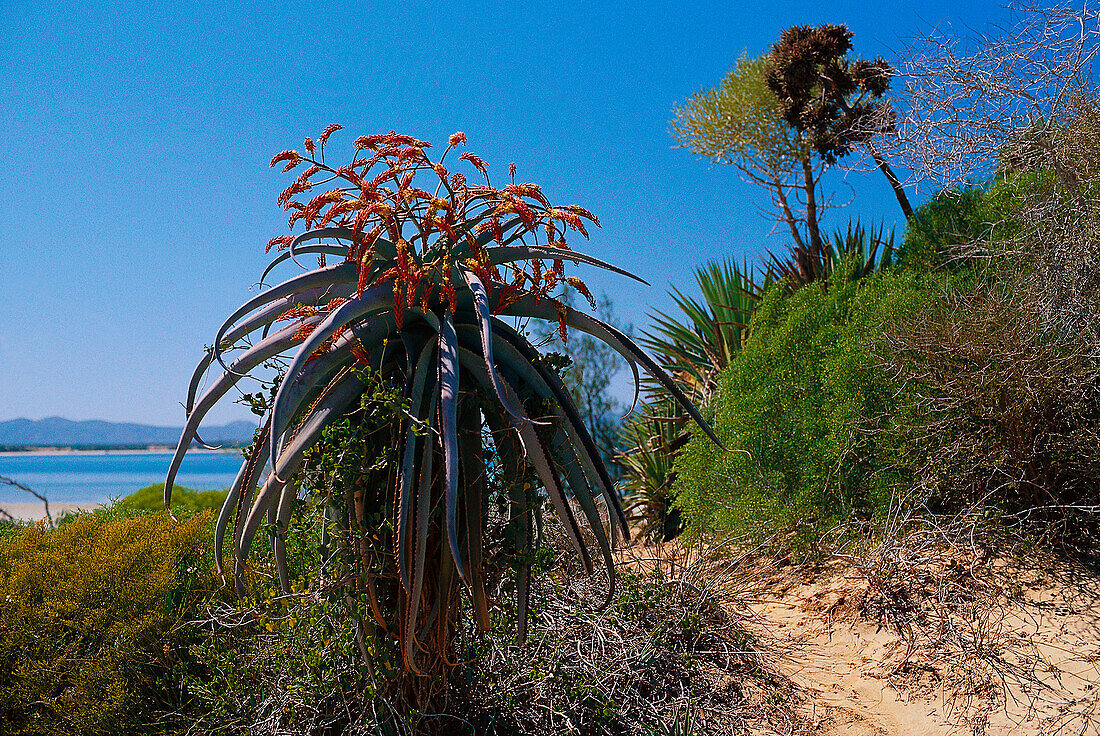 Aloe plant, at Lac Anosy, Madagascar