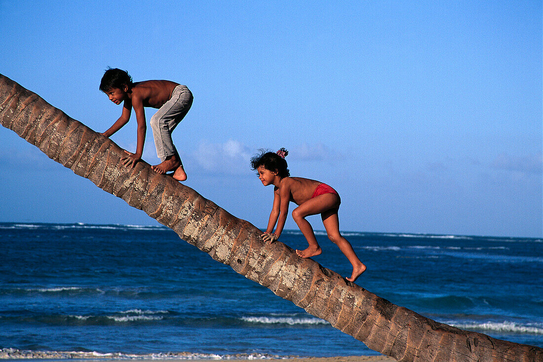 Kindern klettern auf Palme, Dominikanische Republik, Karibik