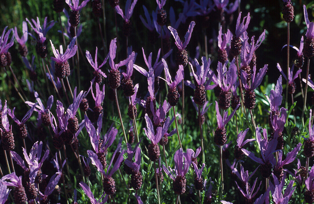 Lavendel Schopflavendel, , Spanien
