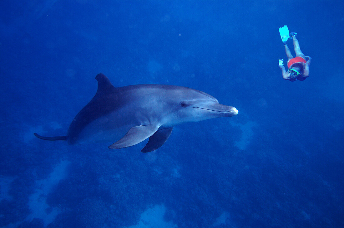 Frau trifft Delfin beim freediven, Soma Bucht, Rotes Meer, Ägypten